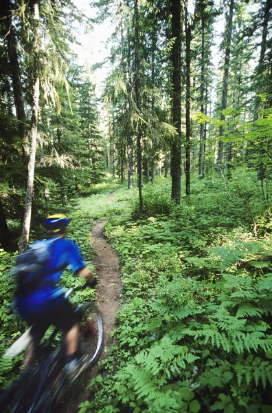 Biker montando na trilha florestal — Fotografia de Stock