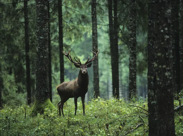 Wapiti dans la forêt Photos De Stock Libres De Droits