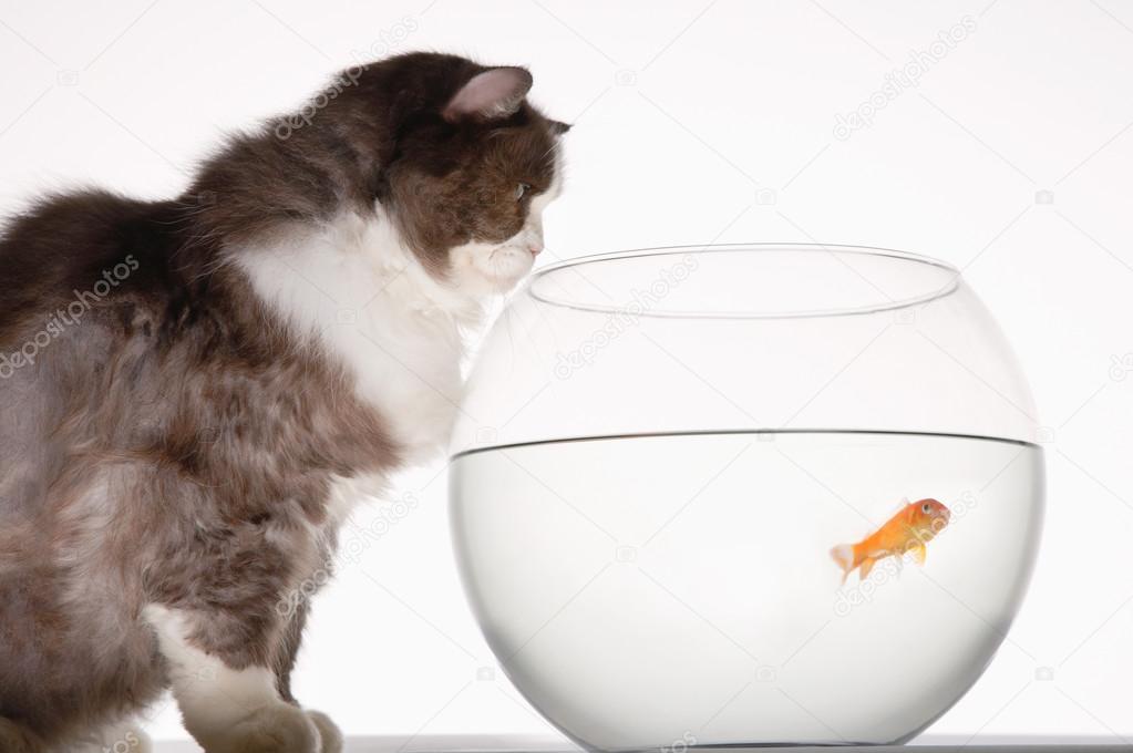 Cat Looking at Goldfish