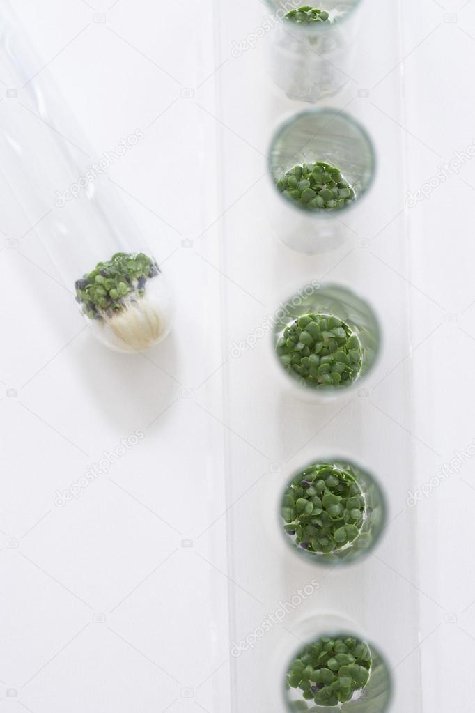 Cress seedlings growing in petri dishes