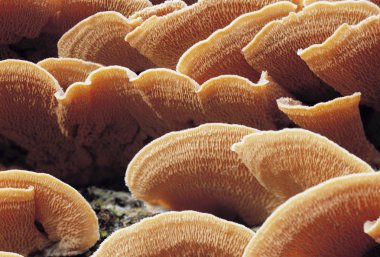 mantar ince hayranları