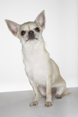 chihuahua oturan