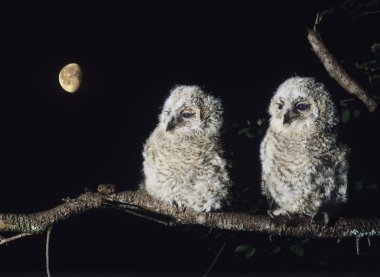 Owlets Perching on Tree Branch clipart