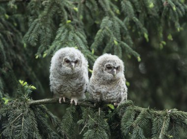 Ağaç deliğe owlets
