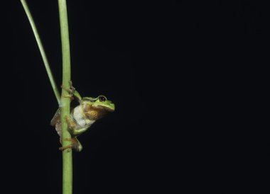 Light Green Frog clipart