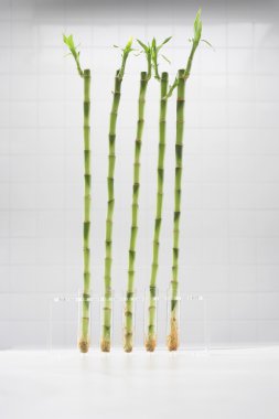 test tüpleri büyüyen bambu