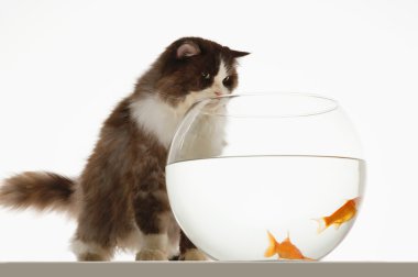kedi balığı seyir