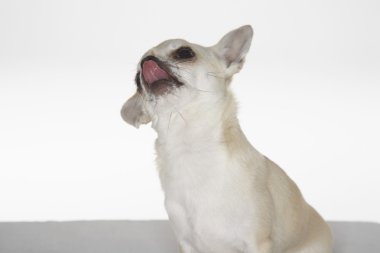chihuahua oturma yalama burun arıyorsunuz