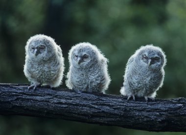 Üç Owlets dalı