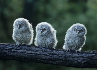 Three Owlets on Branch clipart