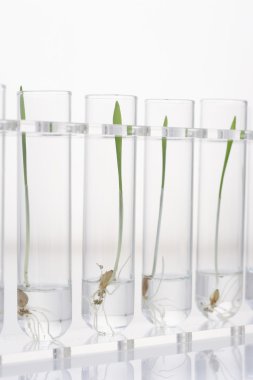 test tüpleri, fidan