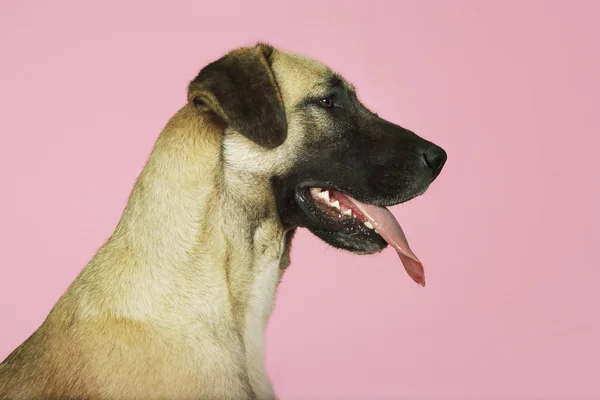 Dog panting — Stock Photo, Image