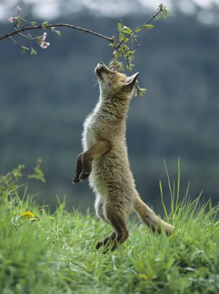 Curioso cachorro de zorro — Foto de Stock