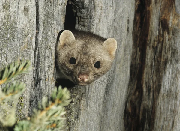 Weasel Peeking from Tree Knot — Stock Photo, Image