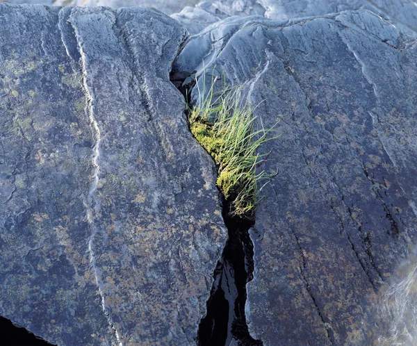 Gräset växer från skreva i rock — Stockfoto