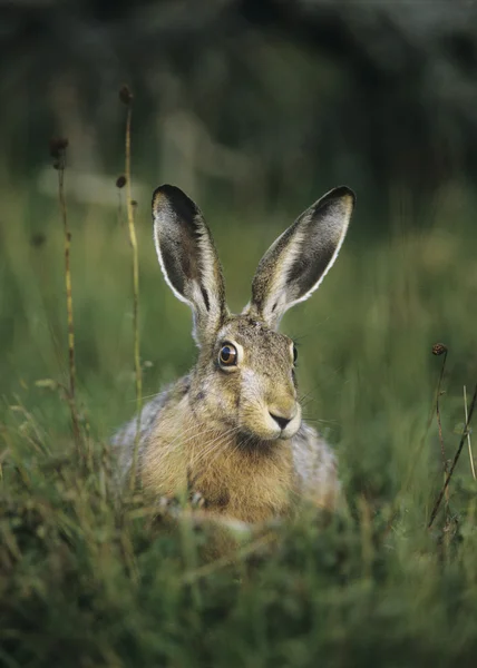 Hare Sitting on Grass — Stock Photo, Image