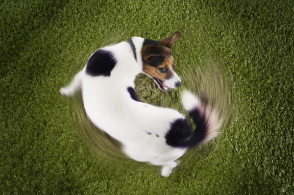 Jack terrier de russell — Fotografia de Stock