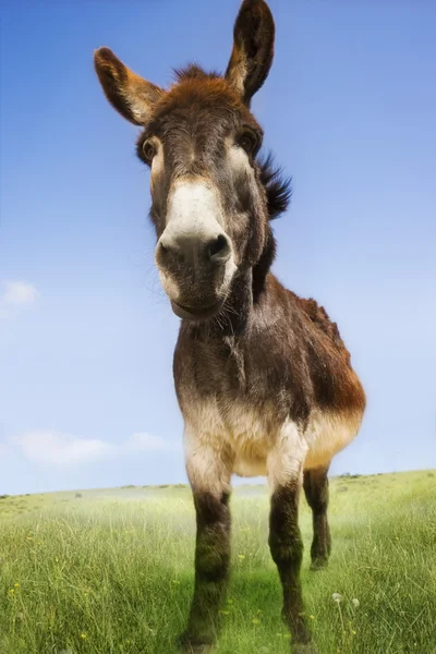 Donkey in groene veld — Stockfoto
