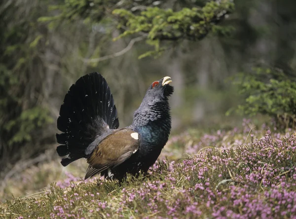 Appel d'oiseau — Photo