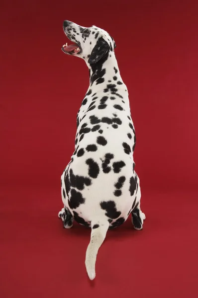 Dalmatiska — Stockfoto