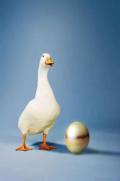 Gans steht neben goldenem Ei — Stockfoto