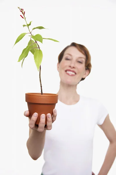Woman Holding Potted Plant — Stock Photo, Image