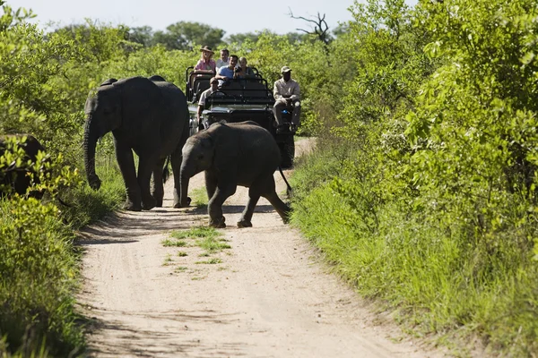 Elefantes a atravessar a estrada — Fotografia de Stock