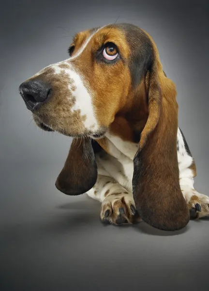 Basset hound — Stok fotoğraf