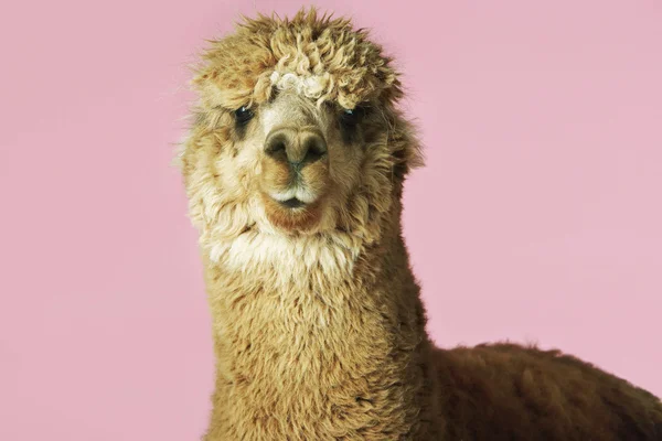 Alpaca op roze achtergrond — Stockfoto