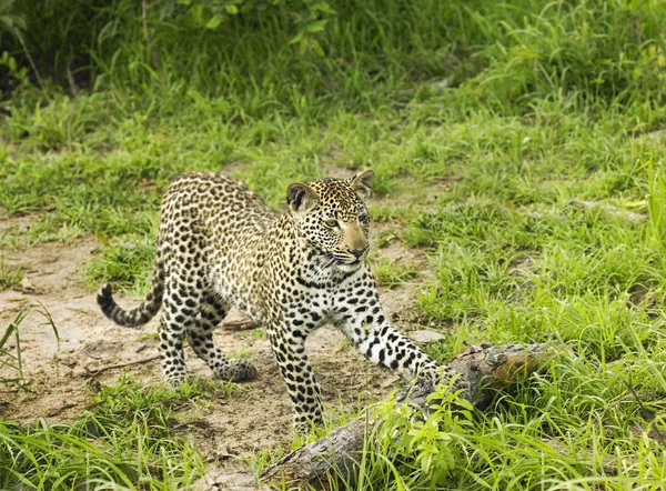 Cheetah playing with log — Stock Photo, Image