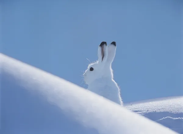 Snowshoe Hare — Stock Photo, Image