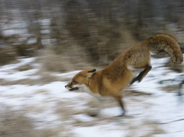 Raposa vermelha correndo — Fotografia de Stock
