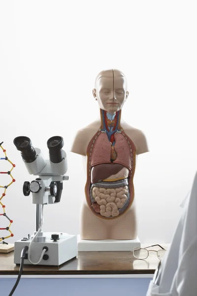 Anatomia człowieka tryb — Zdjęcie stockowe
