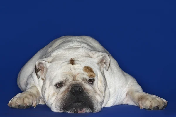 Bulldog lying down — Stock Photo, Image