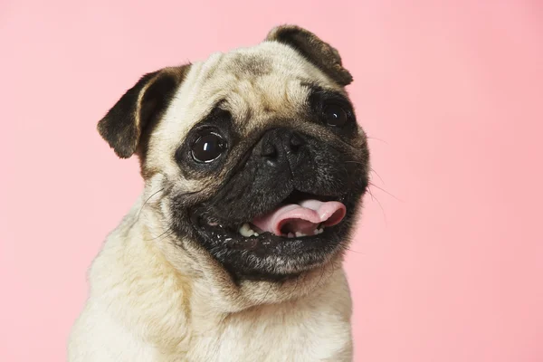 Pug op roze achtergrond — Stockfoto