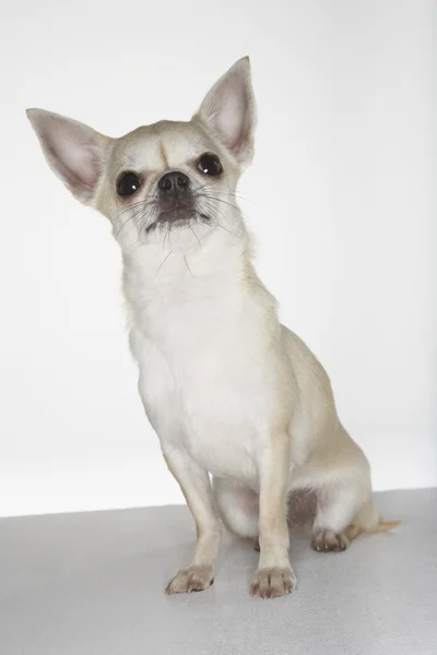 Chihuahua sitzend — Stockfoto