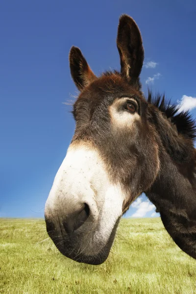 Donkey in groene veld — Stockfoto