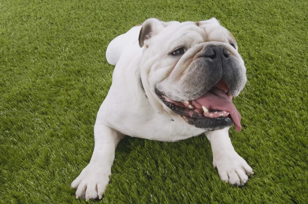 Bulldogge liegt im Gras — Stockfoto