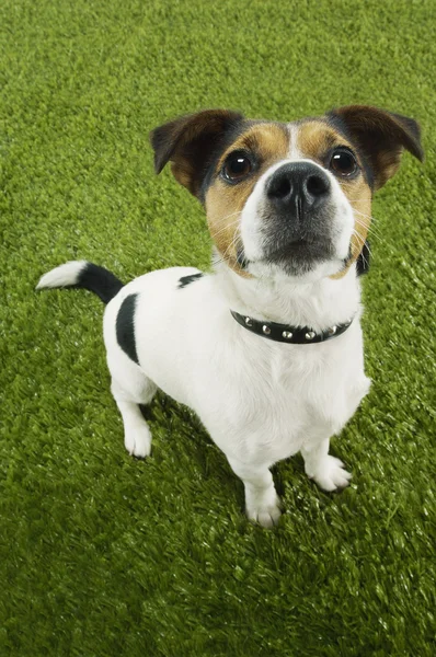 Jack Russell terrier — Foto Stock