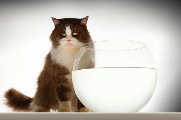 Cat sitting by empty fishbowl — Stock Photo, Image