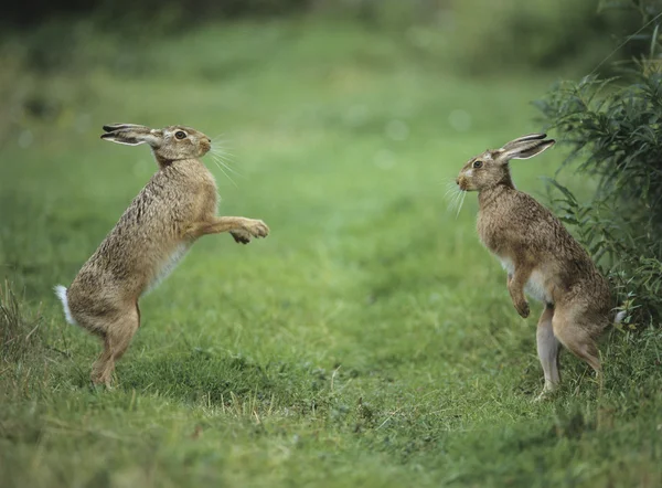 Due lepri aggressive — Foto Stock