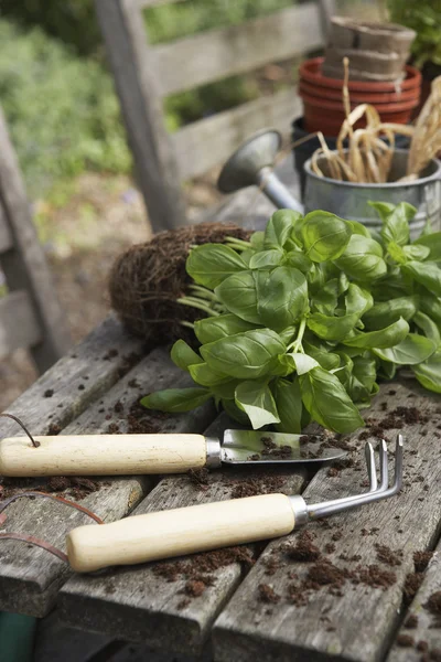 Planta, herramientas de jardinería y tierra para macetas —  Fotos de Stock