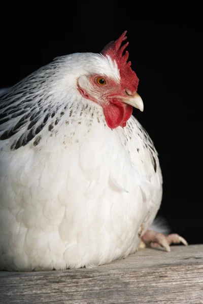 White chicken sitting on plank — Stock Photo, Image