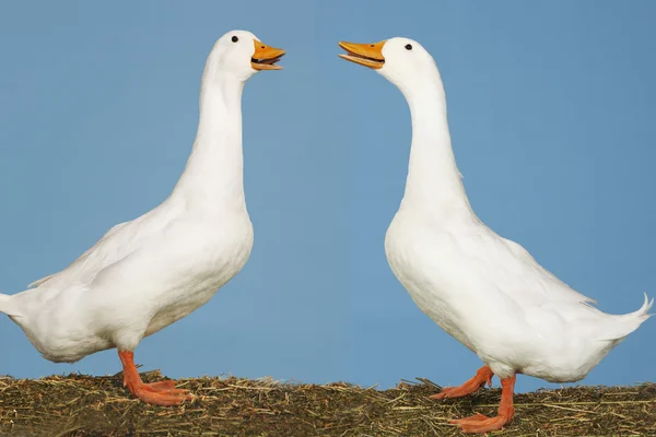 Twee ganzen op elkaar zijn gericht — Stockfoto