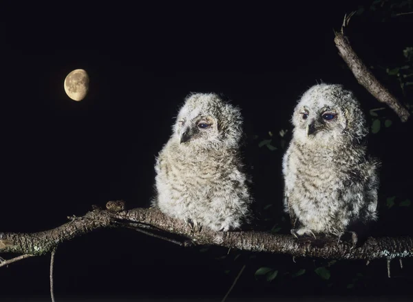 Owlets op de vertakking van de beslissingsstructuur zitstokken — Stockfoto