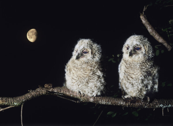 Owlets Perching on Tree Branch