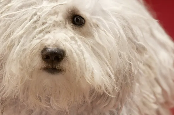 Roztomilý komondor pes — Stock fotografie