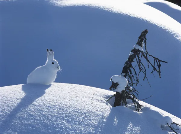 Lebre de sapato de neve — Fotografia de Stock