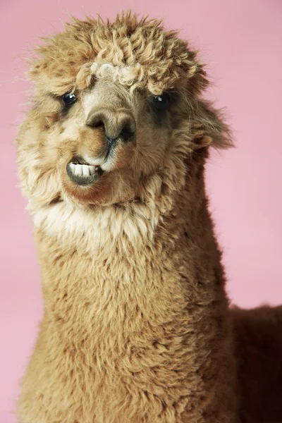 Alpaca op roze achtergrond — Stockfoto