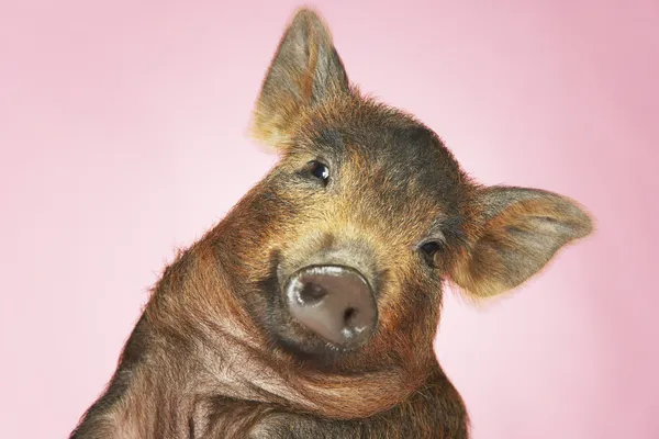 Kahverengi domuz pembe arka plan — Stok fotoğraf